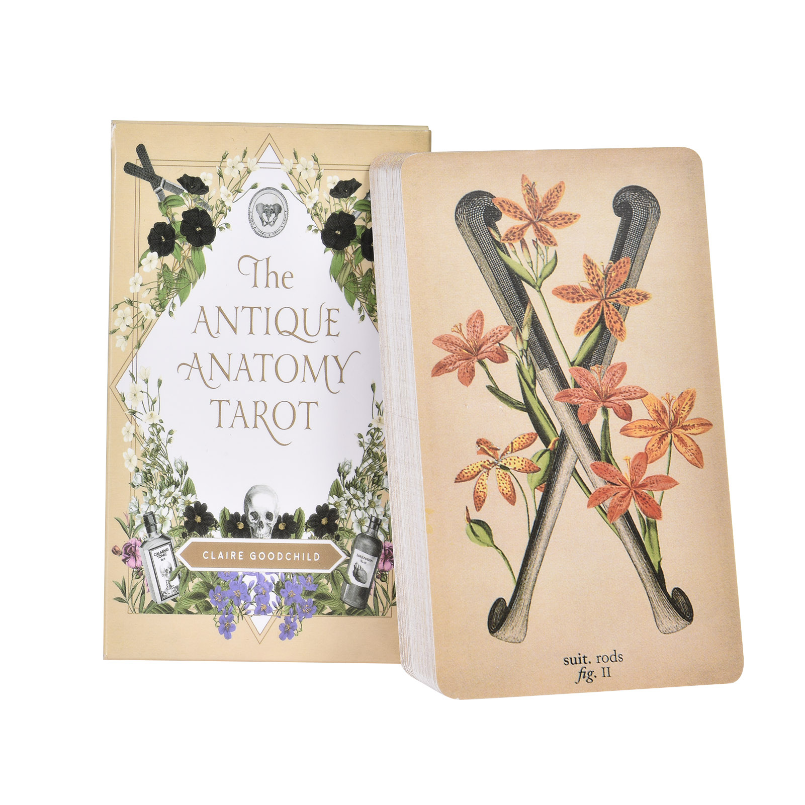 앤티크 해부학 타로 카드 영어 버전 타로 덱 PDF 가 - Tarot Deck With Guidebook 리뷰 및 가격
