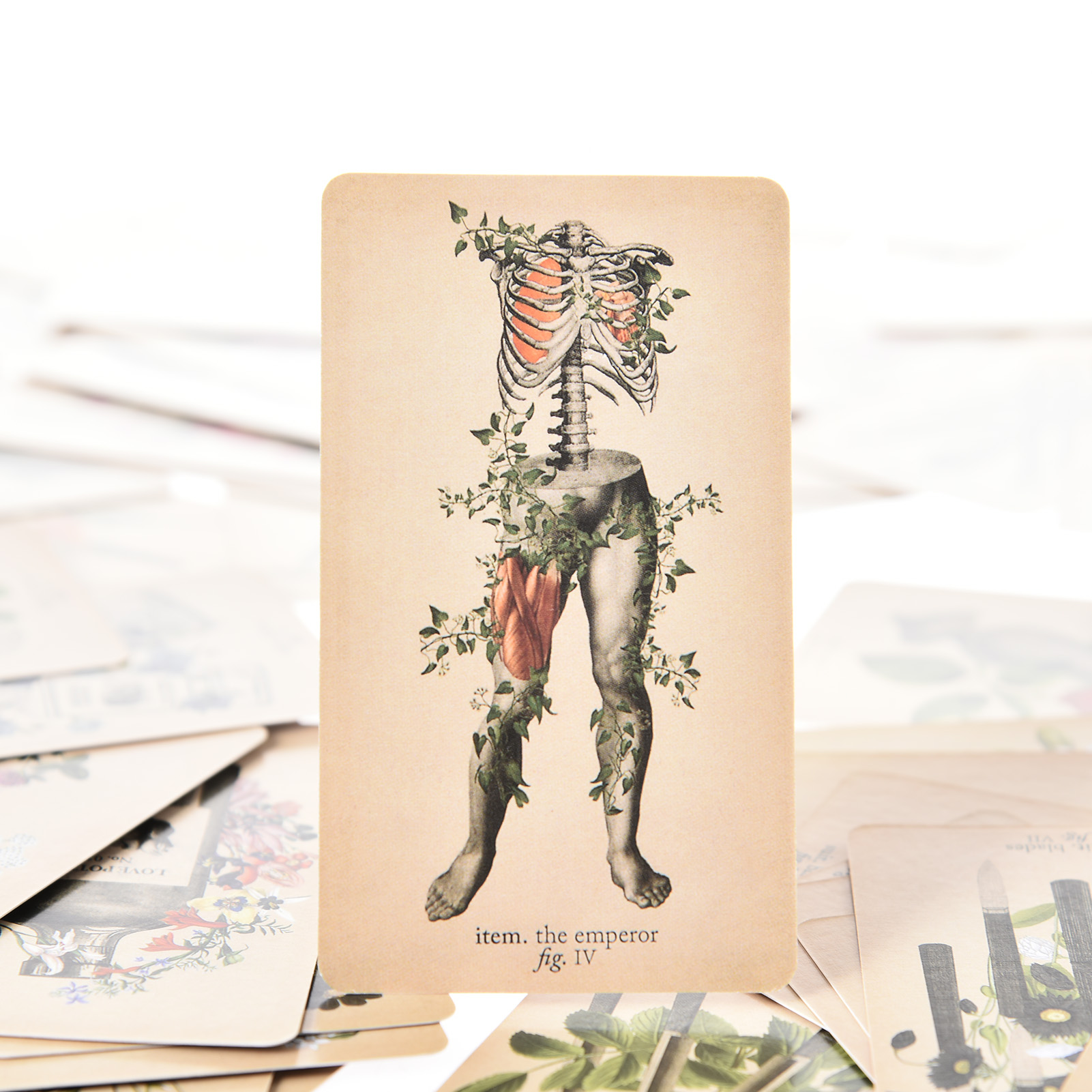 앤티크 해부학 타로 카드 영어 버전 타로 덱 PDF 가 - Tarot Deck With Guidebook 리뷰 및 가격